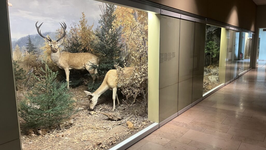 UV-Schutz an den Vitrinen, des Naturkundemuseums Schloss Rosenstein